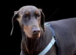 宾菲尔德遭遇失利,丢分引起困扰 宾菲尔德遭遇失利,丢分引起困扰